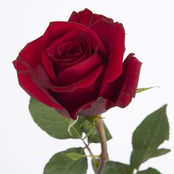 20x Rosa ever red 50cm