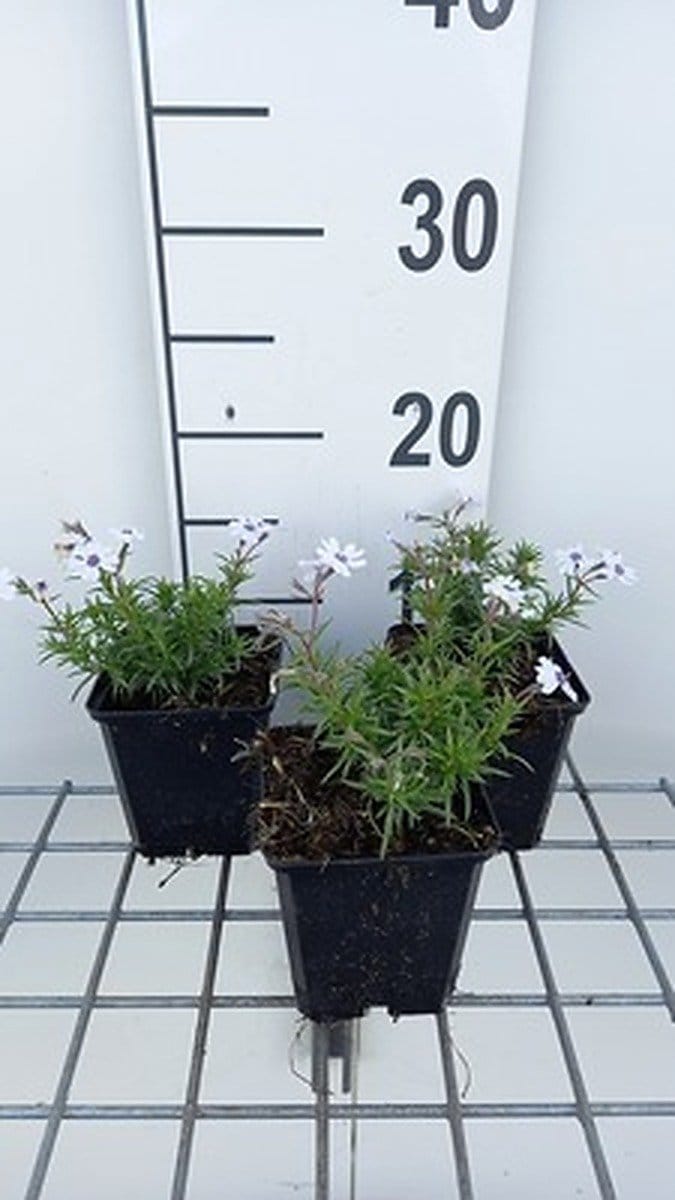 6x Vlambloem - Phlox (s) 'Bavaria' | 9x9 cm pot