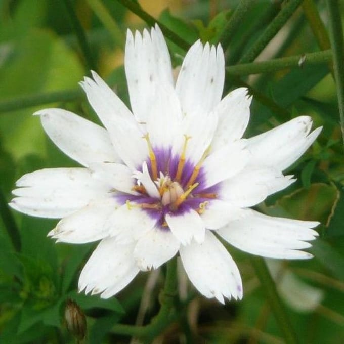 6 x Catananche Caerulea 'Alba'  - Blauwe Strobloem pot 9x9cm