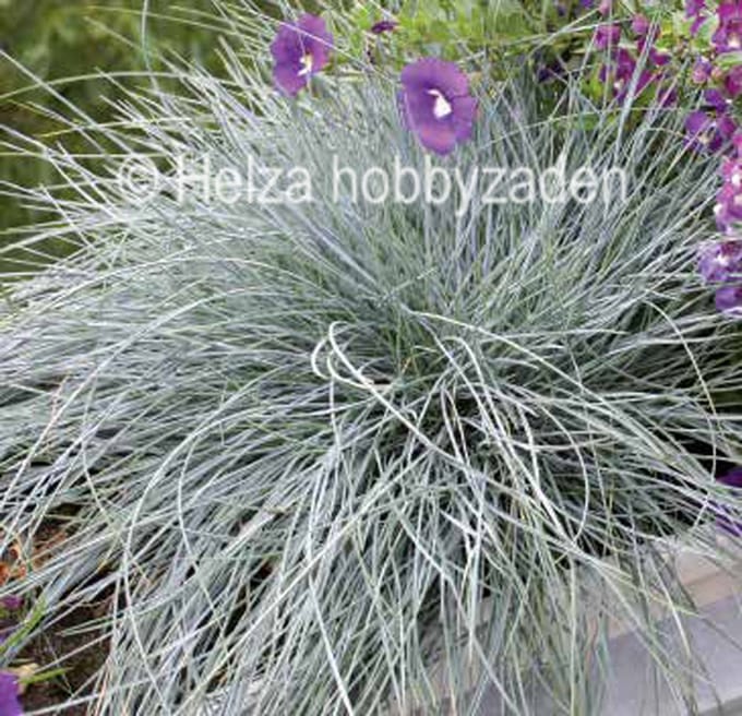 Festuca cinerea Festina ca 50 zaden