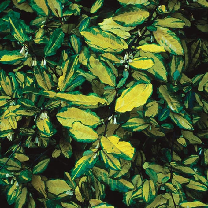 Olijfwilg - Elaeagnus pungens 'Maculata' - 30-40 cm