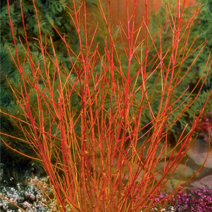 Cornus sang. 'Midwinter Fire' 60-80cm - Prachtige winterkleuren voor uw tuin