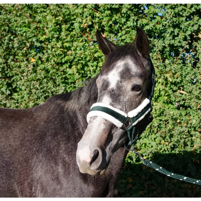 Halster en touwset voor paarden Flags&Cup Jamsa