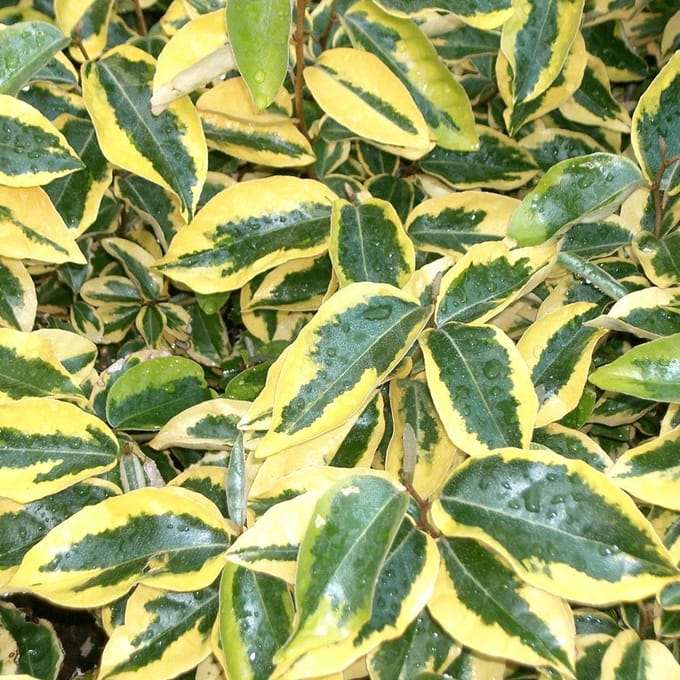 Elaeagnus ebbingei 'Gilt Edge' - Olijfwilg 30-40 cm in pot