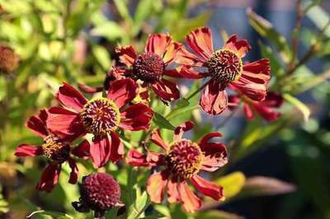 6x Zonnekruid - Helenium hybr. 'Rubinzwerg' | 9x9 cm pot