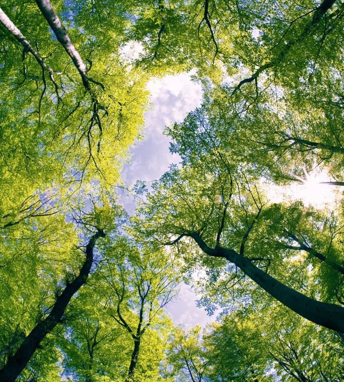 Fotobehang - Trees 225x250cm - Vliesbehang