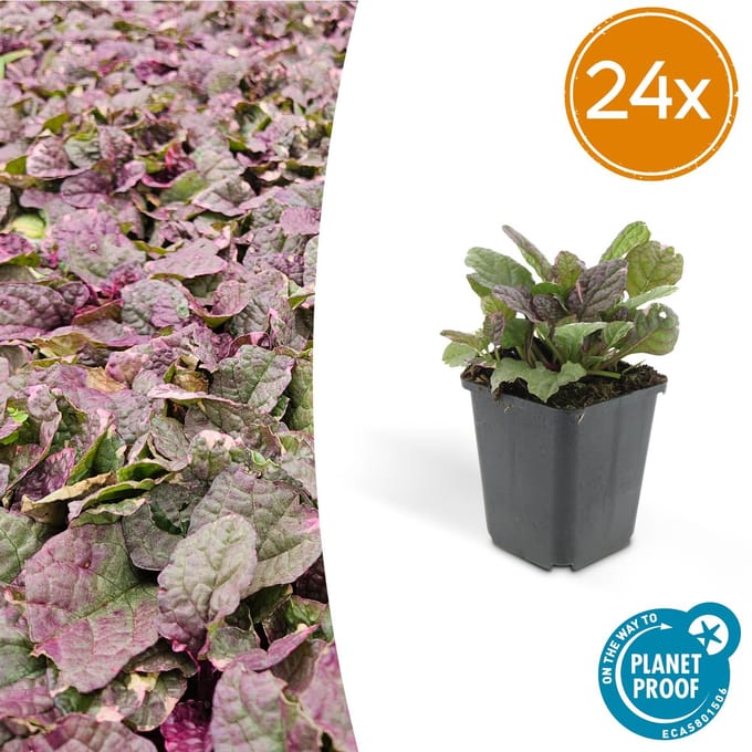 24x kruipend zenegroen Burgundy Glow - Ajuga reptans - 10-25cm - Ø9cm - ideale bodembedekker