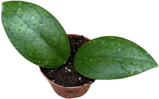 Hoya Puom Siam Ruby Kamerplant Potmaat Ø10,5 cm |Vers Van De Kweker