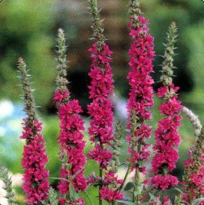 6 x Lythrum Salicaria -  Kattestaart pot 9x9cm