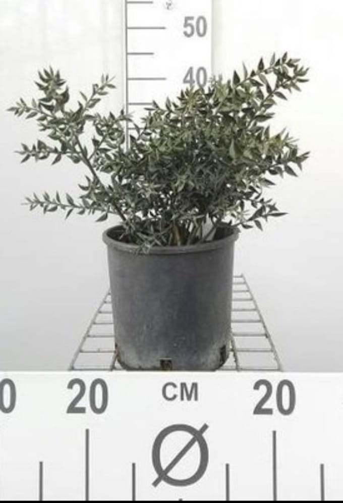 Ruscus aculeatus - Muizendoorn 30- 40 cm in pot