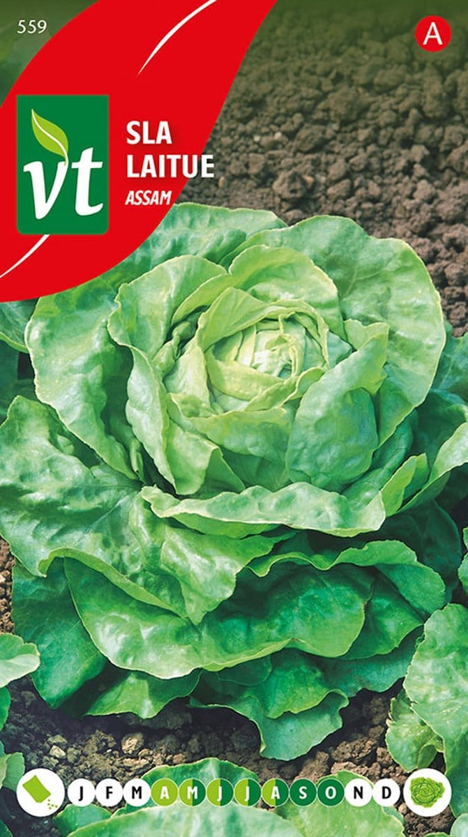 Sla 'Assam' Zaden - Mooie Kropsla met Mals Blad