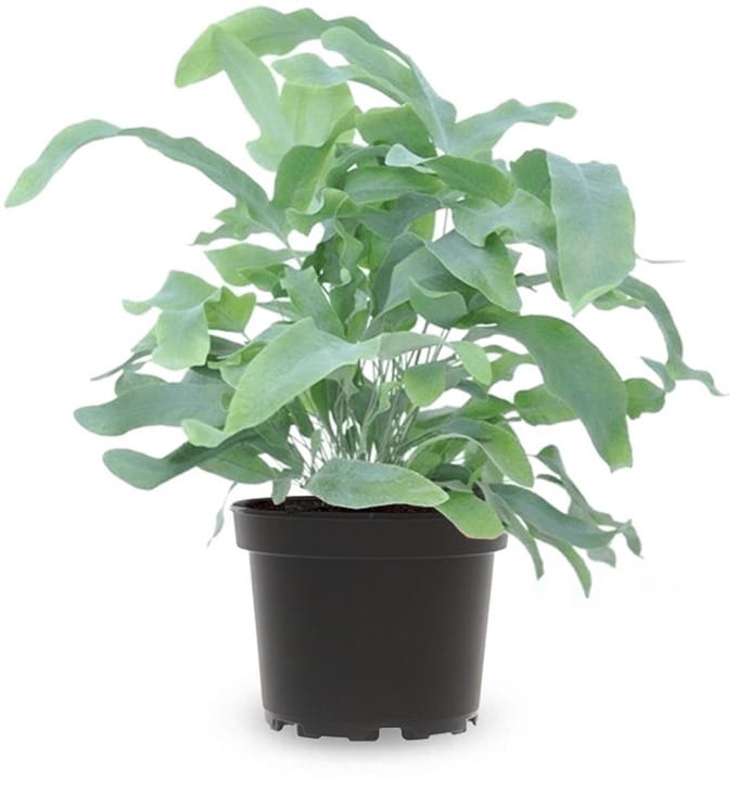 JUNAVERA Phlebodium Blue Star | 7 cm pot | 20 cm hoog