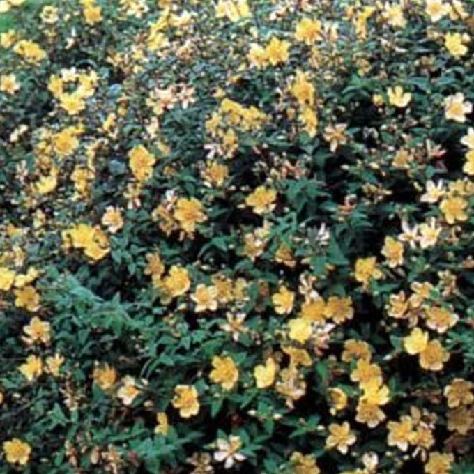 Hypericum 'Hidcote' - Herfsthooi;Sint Janskruid 25-30 cm pot