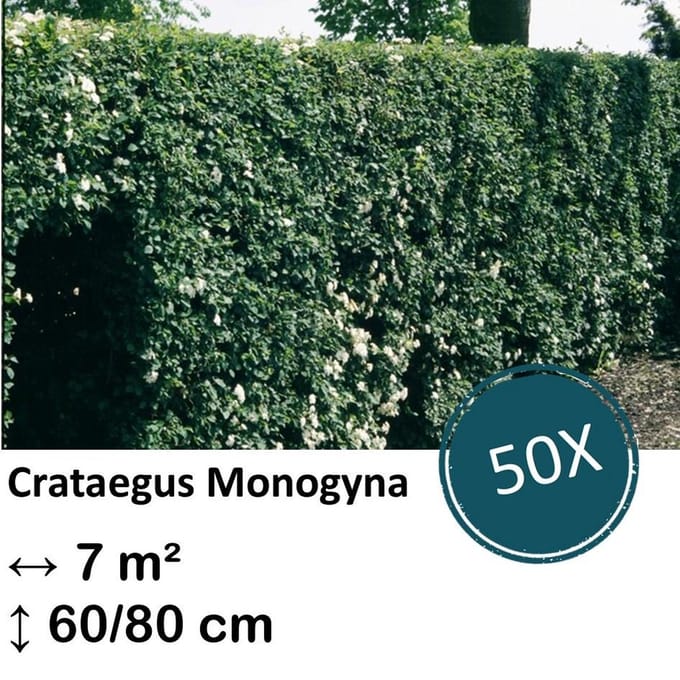 Green Harmony| Crataegus Monogyna - Kale wortel