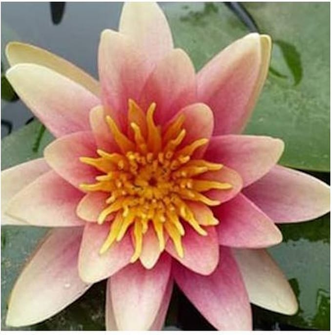 Moerings Nymphaea Sioux | Waterlelie | In 11CM pot