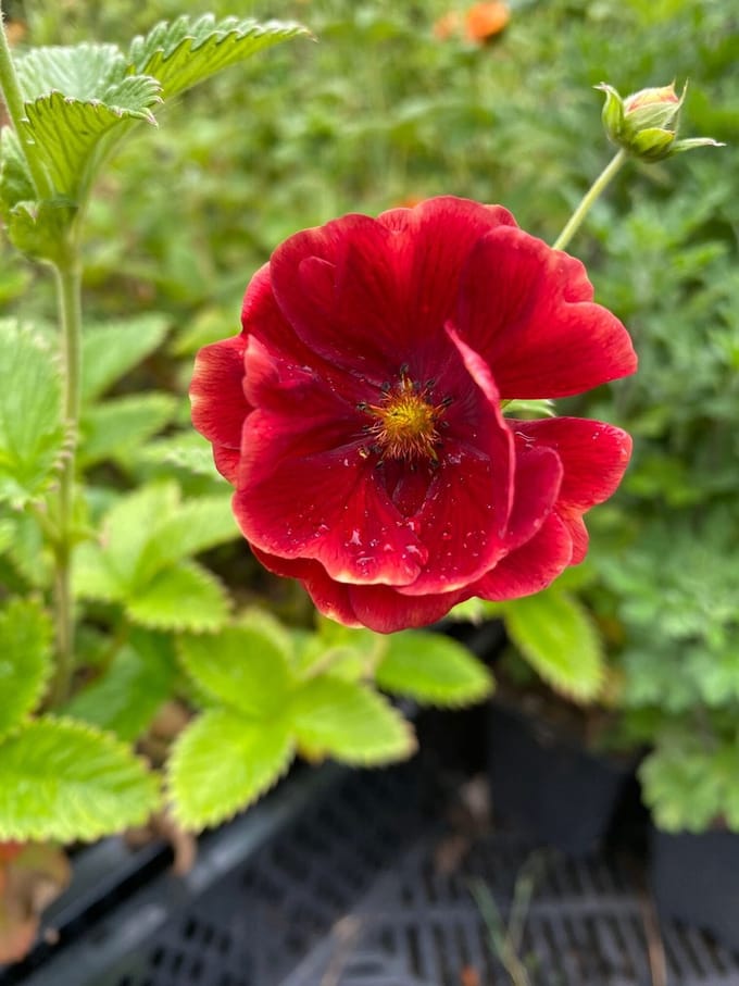 6 x Potentilla 'Arc-en-Ciel' - Ganzerik - P9 Pot (9 x 9cm) - Dima Vaste Planten