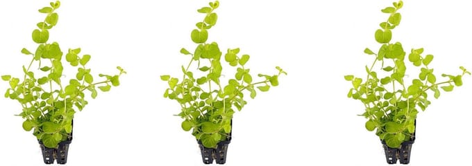 Levende aquariumplant lysimachia nummuralia aurea 5 cm pot per 3  stuks
