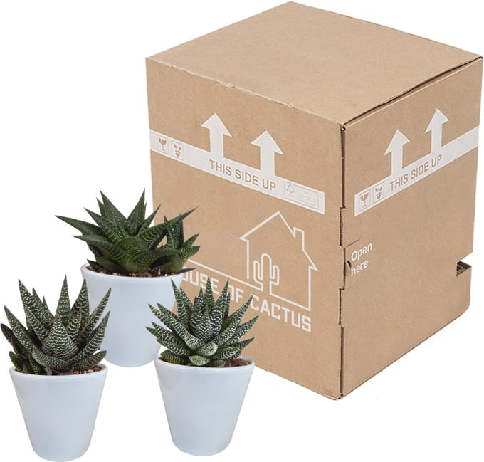Gasteria/Haworthia mix 8.5 cm in witte pot | 3 stuks