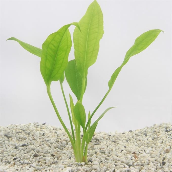 Moerings Echinodorus Paniculatus | Amazone Zwaardplant | in Terracotta Ring