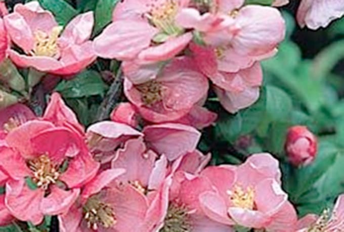 Chaenomeles superba 'Pink Lady' - Sierkwee 30 - 40 cm in pot