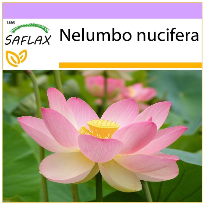 SAFLAX - Heilige Indische Lotus - 8 zaden - Nelumbo nucifera