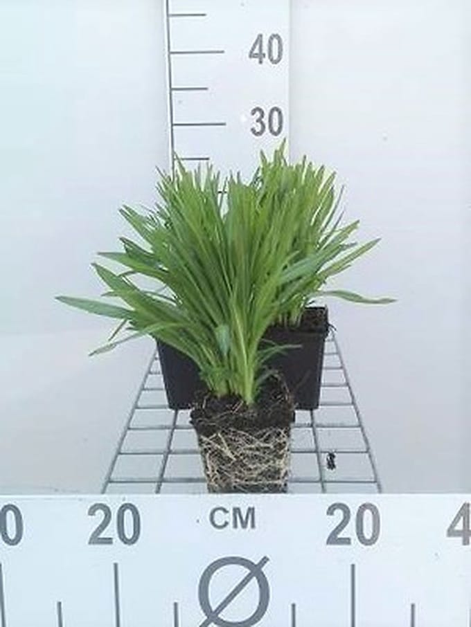6x Lampepoetser - Liatris spic. 'Floristan Weiss' | 9x9 cm pot