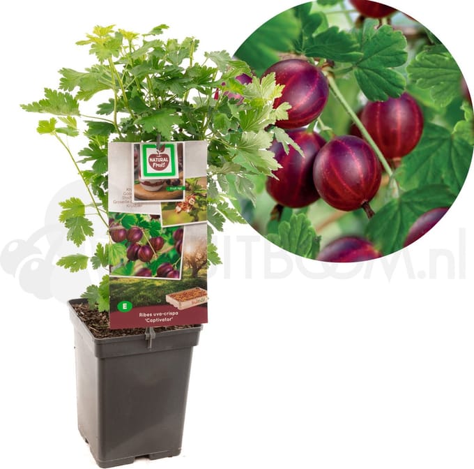 Ribes uva-cr. Captivator - zoete rode kruisbes - potmaat Ø18 cm