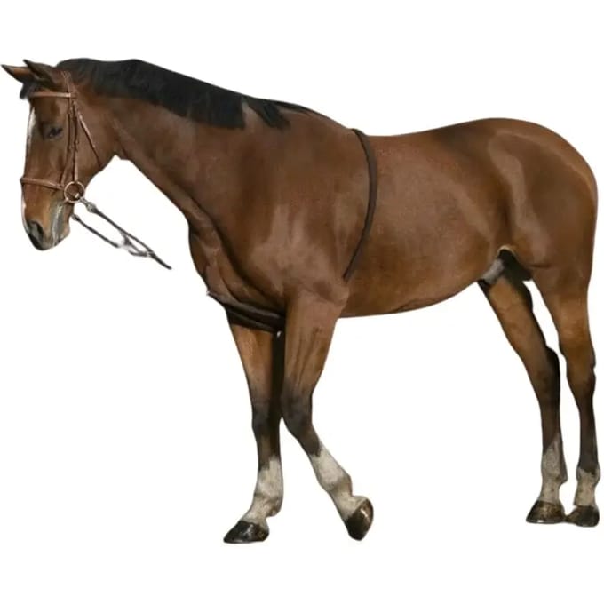 Norton Equestrian Zachte Extender Bruin Cob