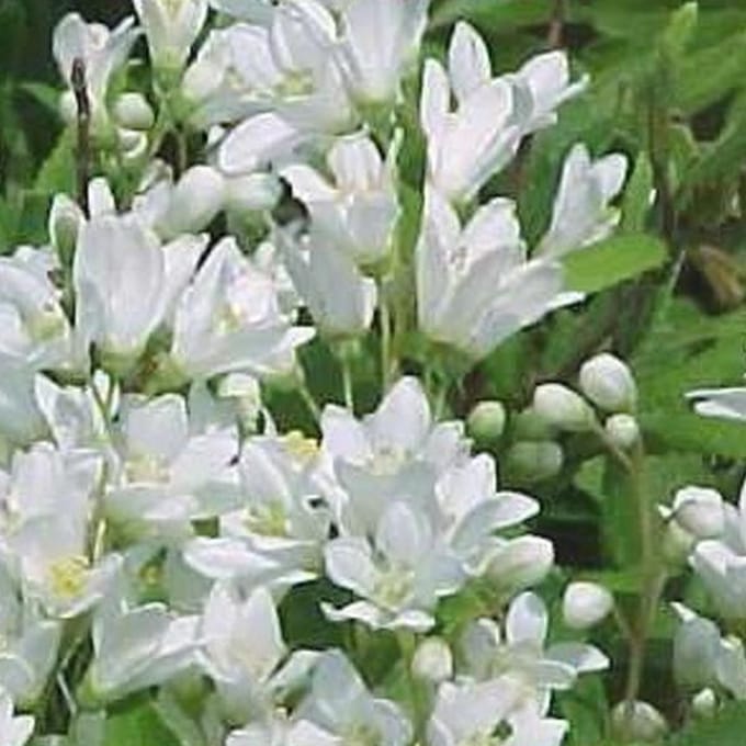 Deutzia Gracilis 'Nikko' - Bruidsbloem 25-30 cm in pot