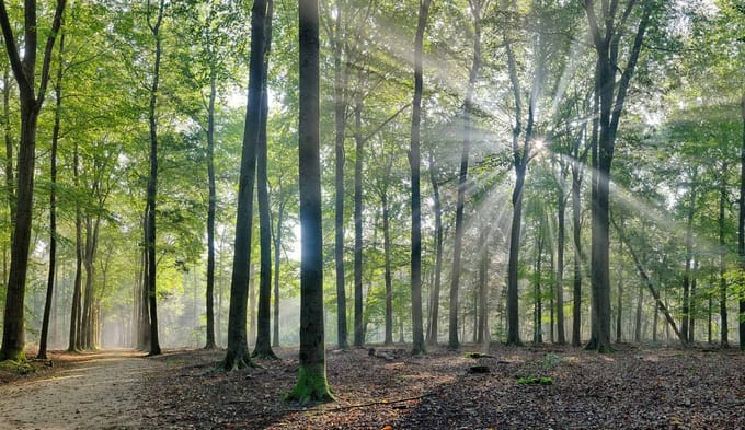 Fotobehang Beukenbos in herfstlicht 450 x 260 cm - € 295,--