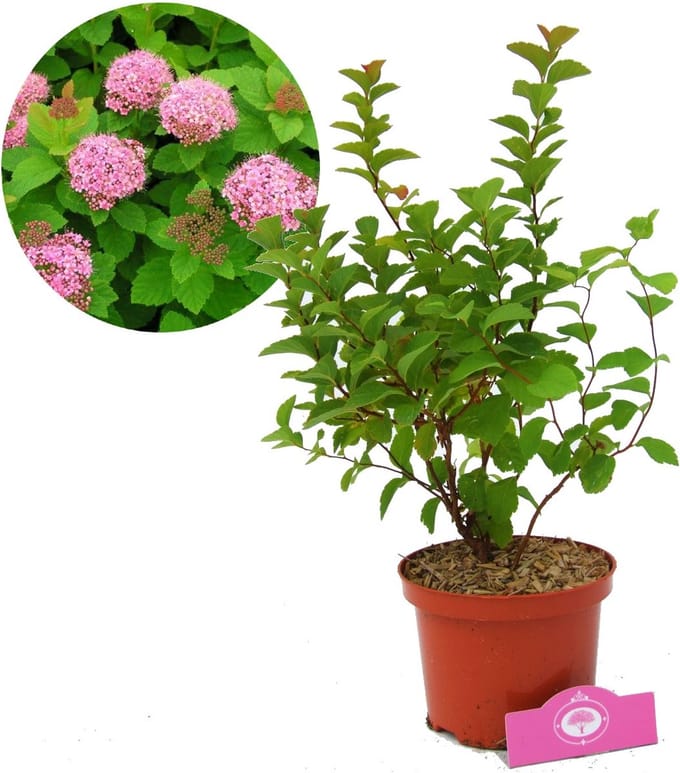 Spiraea 'Densiflora' spierstruik, 2 liter pot