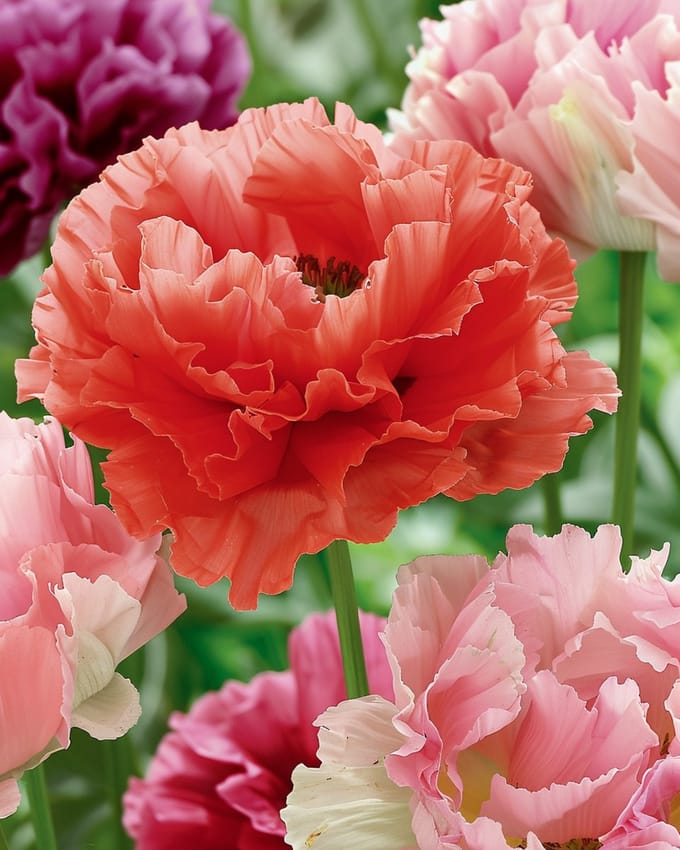 2 sets - Papaver Zaden Pioenbloemig Gemengd Eenjarig Sierbloem 90 Cm