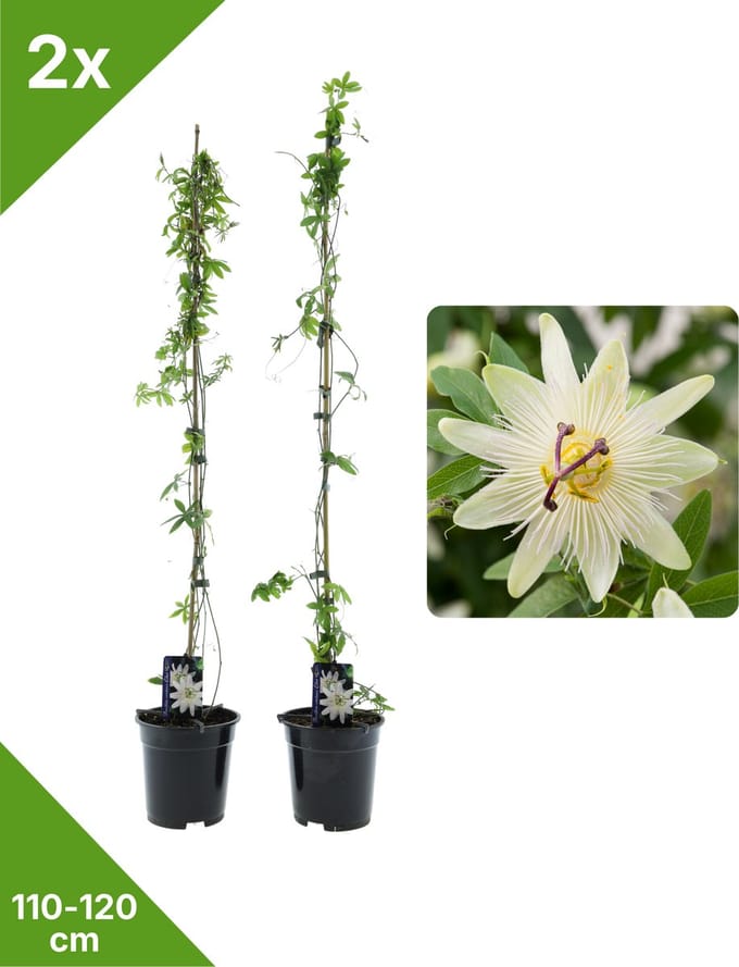 GARDENZO - 2x Witte Passiebloem Passiflora Constance Elliot XXL - in 2 ltr pot- 115-120 cm