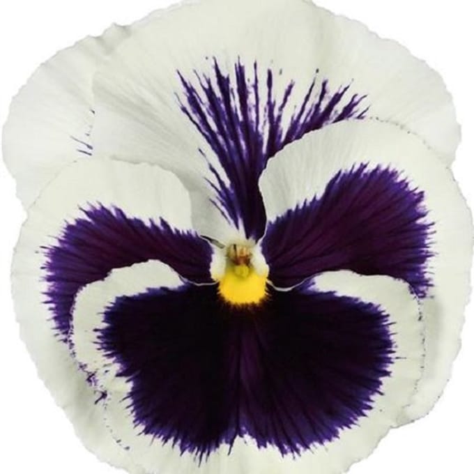 Viool  Viola x wittrockiana Carneval F1 White with Rose Blotch