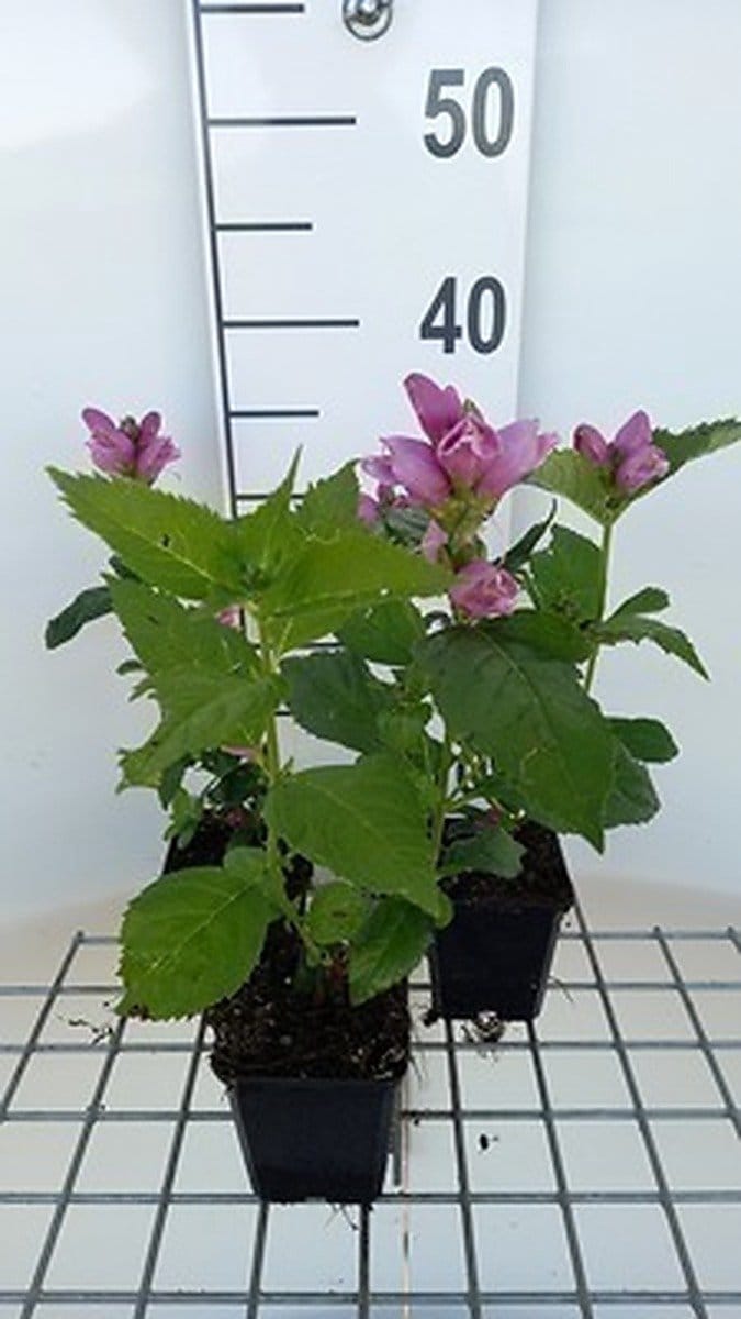 6x Schildpadbloem - Chelone obliqua | 9x9 cm pot