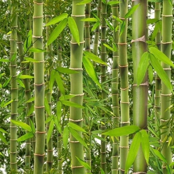 Vliesbehang Bamboe groen