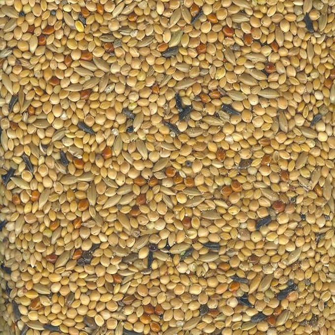 Witte molen tropischzaad prima - 1 ST à 20 kg
