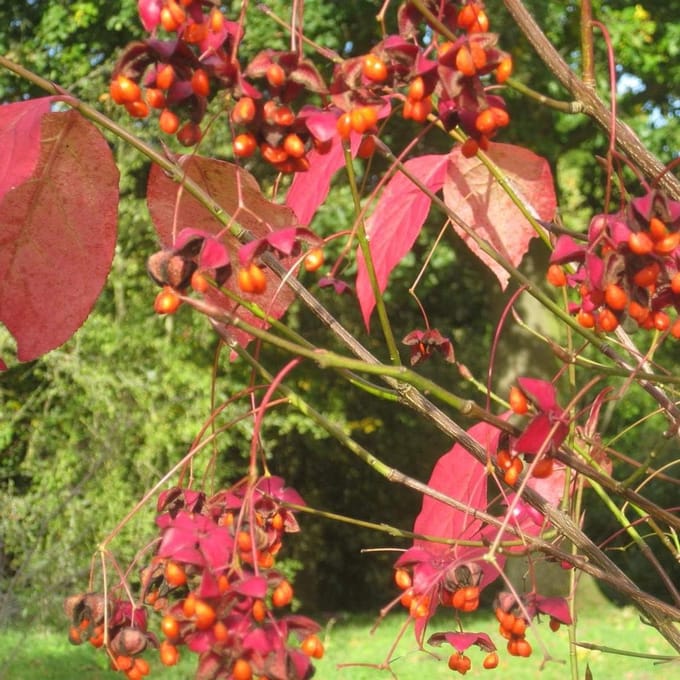 Euonymus Planipes - Kardinaalshoed Struik - Tuin Decoratie - Compacte Groei - 30-40 cm - Groen
