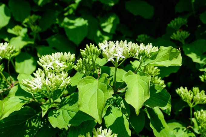 Witte kornoelje (Cornus alba) 60-80 cm In pot - - -