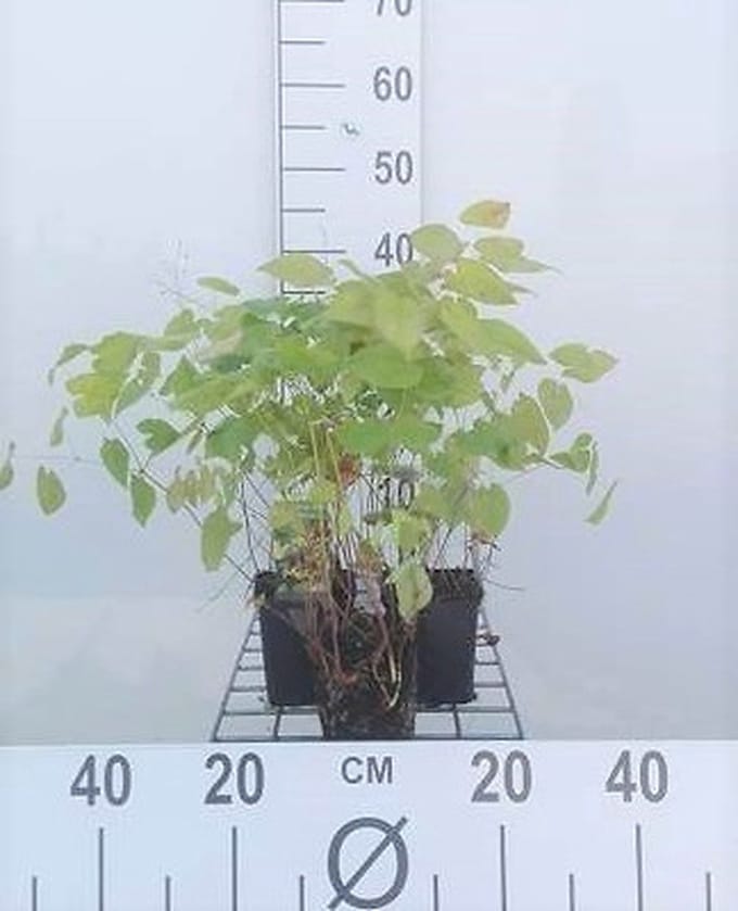 6x Elfenbloem - Epimedium pinn. 'Colchicum' | 9x9 cm pot