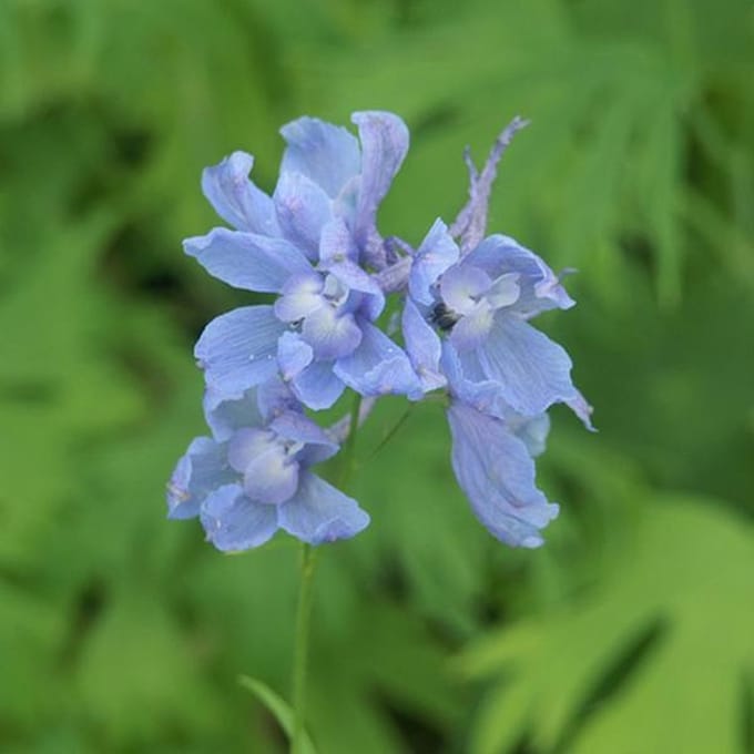 6 x Delphinium 'Cliveden Beauty' - Ridderspoor pot 9x9cm