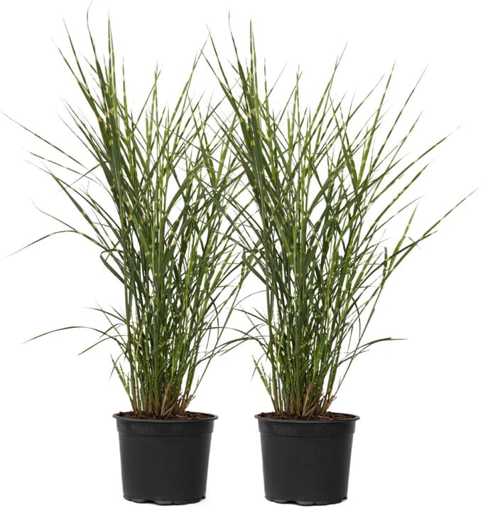 Plant in a Box - Miscanthus Zebrinus - Winterhard Siergras - Set van 2 - Pot 23cm - Hoogte 20-30cm