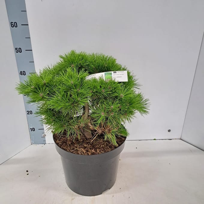 Pinus densiflora 'Low Glow' - Den | 40-50 cm pot