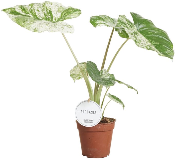 Alocasia Macrorrhiza Splash - Hoogte 20cm - Pot 12cm