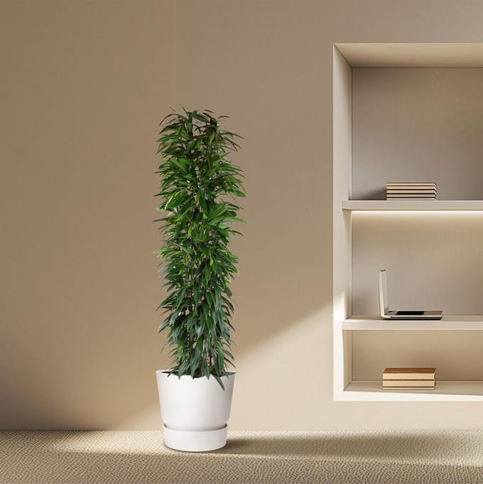 Ficus Alii King zuil - 200 cm - ø35