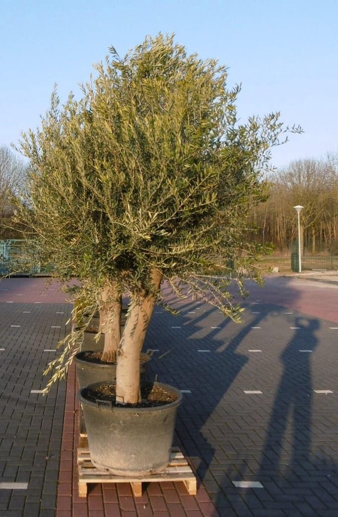 Warentuin natuurlijk - Olijfboom Olea stamhoogte 85 cm en boomhoogt...