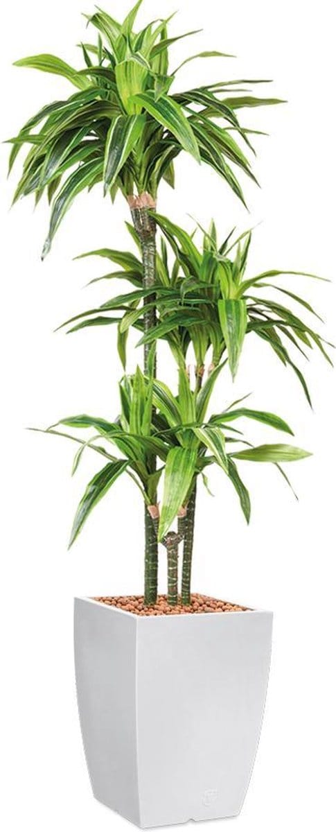 HTT - Kunstplant Dracaena Lemon Lime in Genesis vierkant wit H150 cm