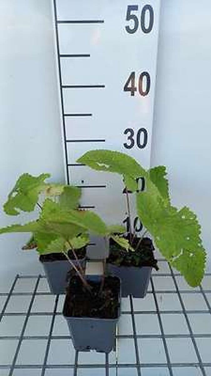 6x Brandkruid - Phlomis tub. 'Amazone' | 9x9 cm pot