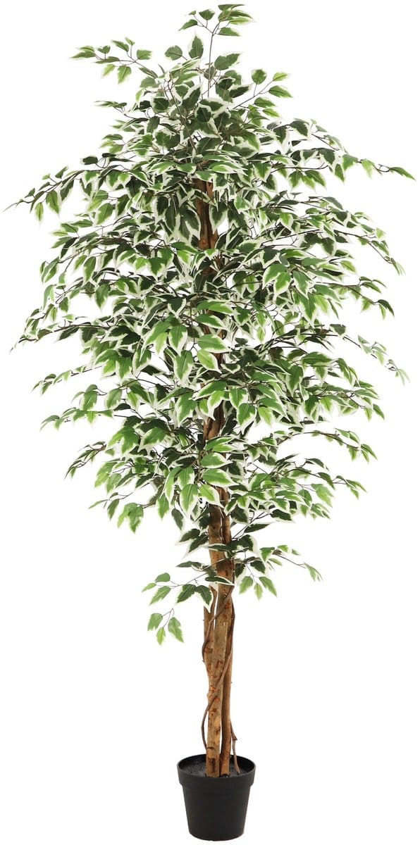 NeverLeafs Kunstplant Ficus groen - 180 cm