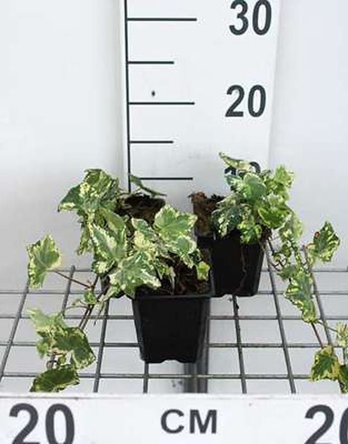 12x Hedera Helix 'Yellow Ripple' - Hedera helix 'Yellow Ripple' | 9x9 cm pot